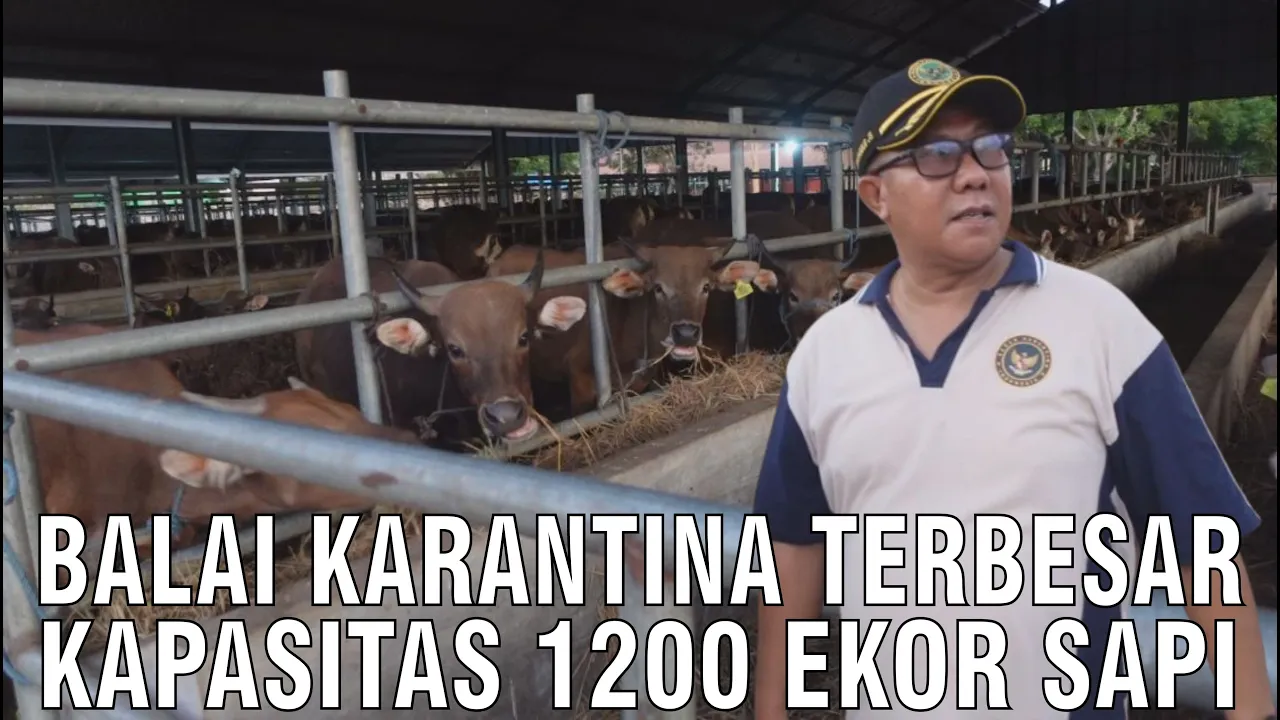 
                                 Balai-Karantina-Terbesar-Kapasitas-1200-Sapi